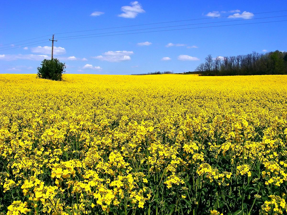 Mustard Field Wallpapers Top Free Mustard Field Backgrounds