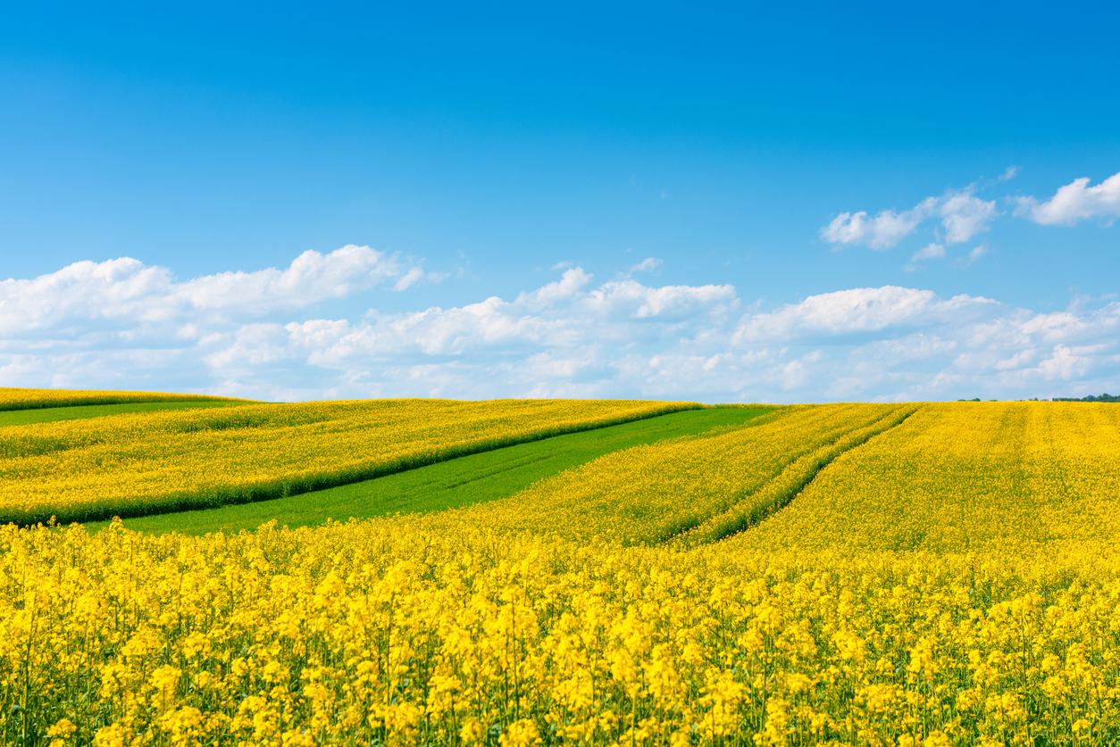 Canola Wallpapers - Top Free Canola Backgrounds - WallpaperAccess