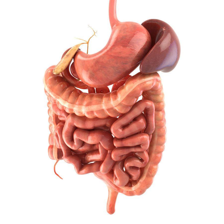 Digestive System Wallpapers - Top Free Digestive System Backgrounds