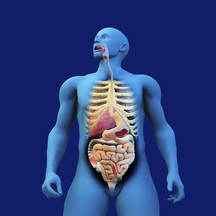 900x900 Digestive System Of Anatomical Model Photograph by Ikon Ikon Image