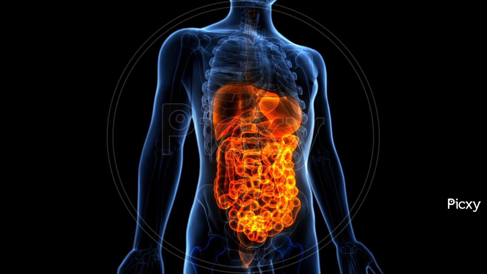 15800 Human Stomach Internal Organ Stock Photos Pictures  RoyaltyFree  Images  iStock