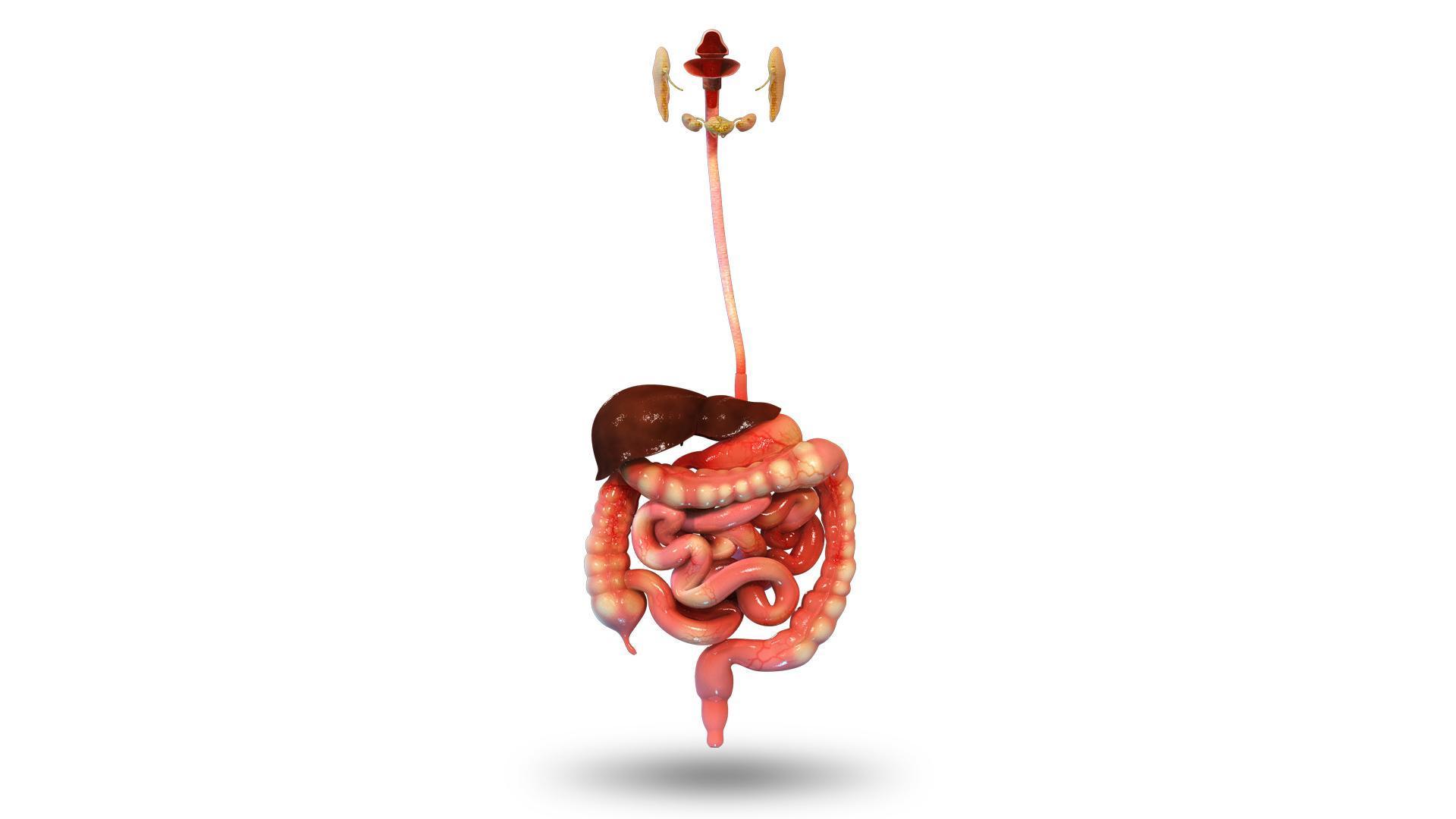 Digestive System Wallpapers - Top Free Digestive System Backgrounds ...