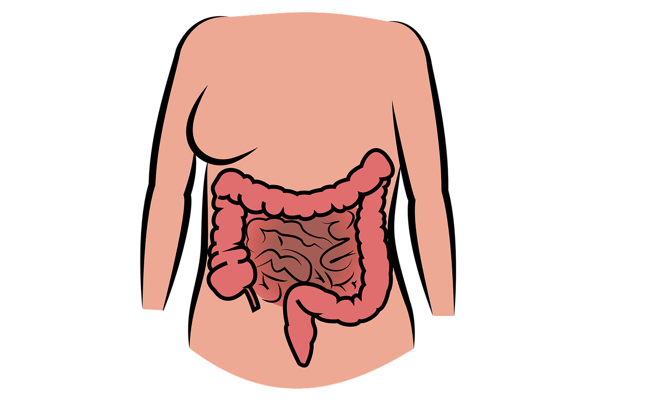 1280x800 Intestine, human body, the digestive system, belly, free picture