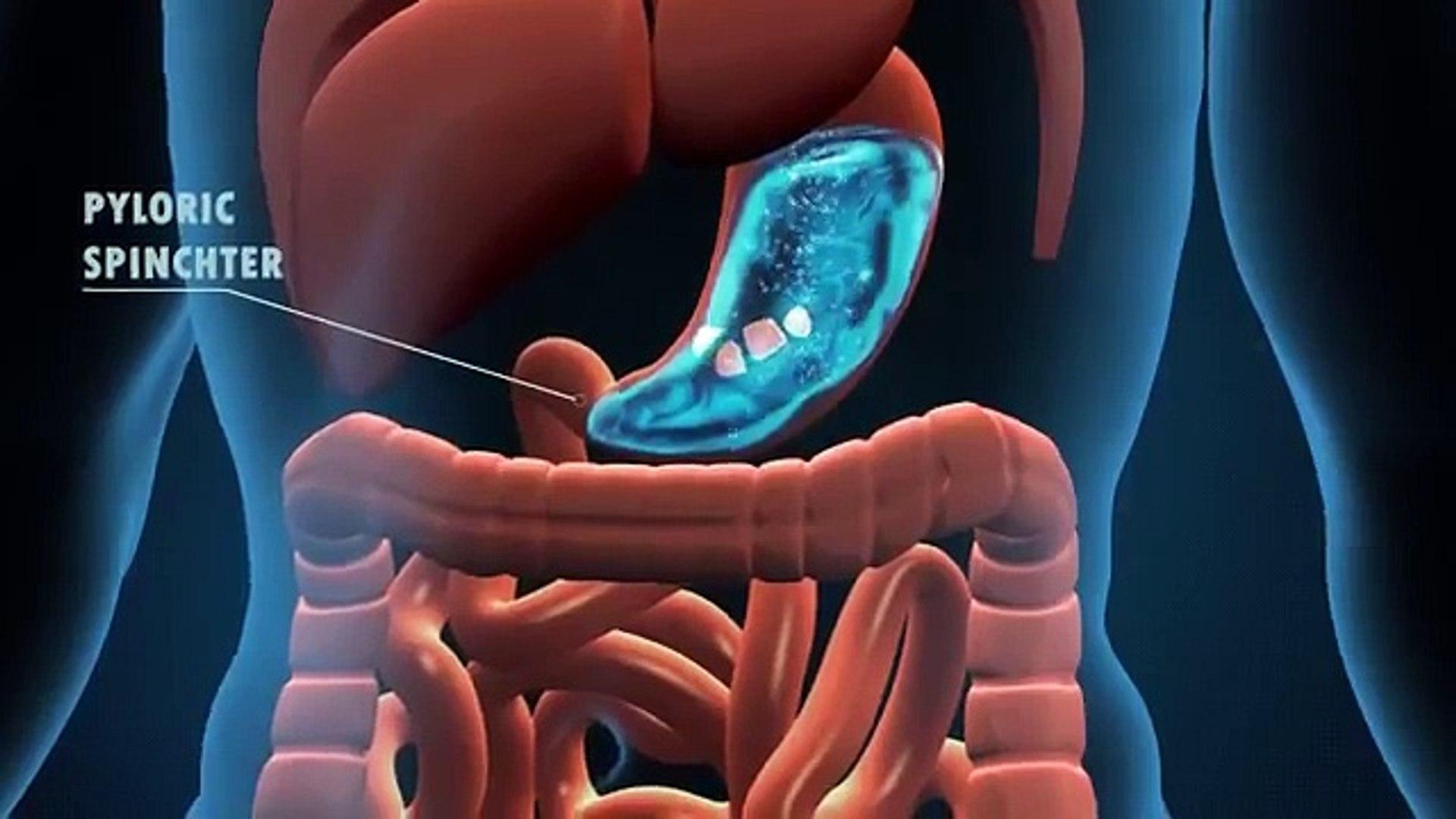 1920x1080 Human Digestive System animation work in human body