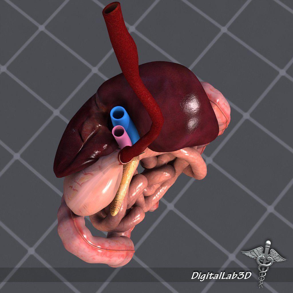1024x1024 Human Digestive System. Human digestive system, Digestive system, Digestion