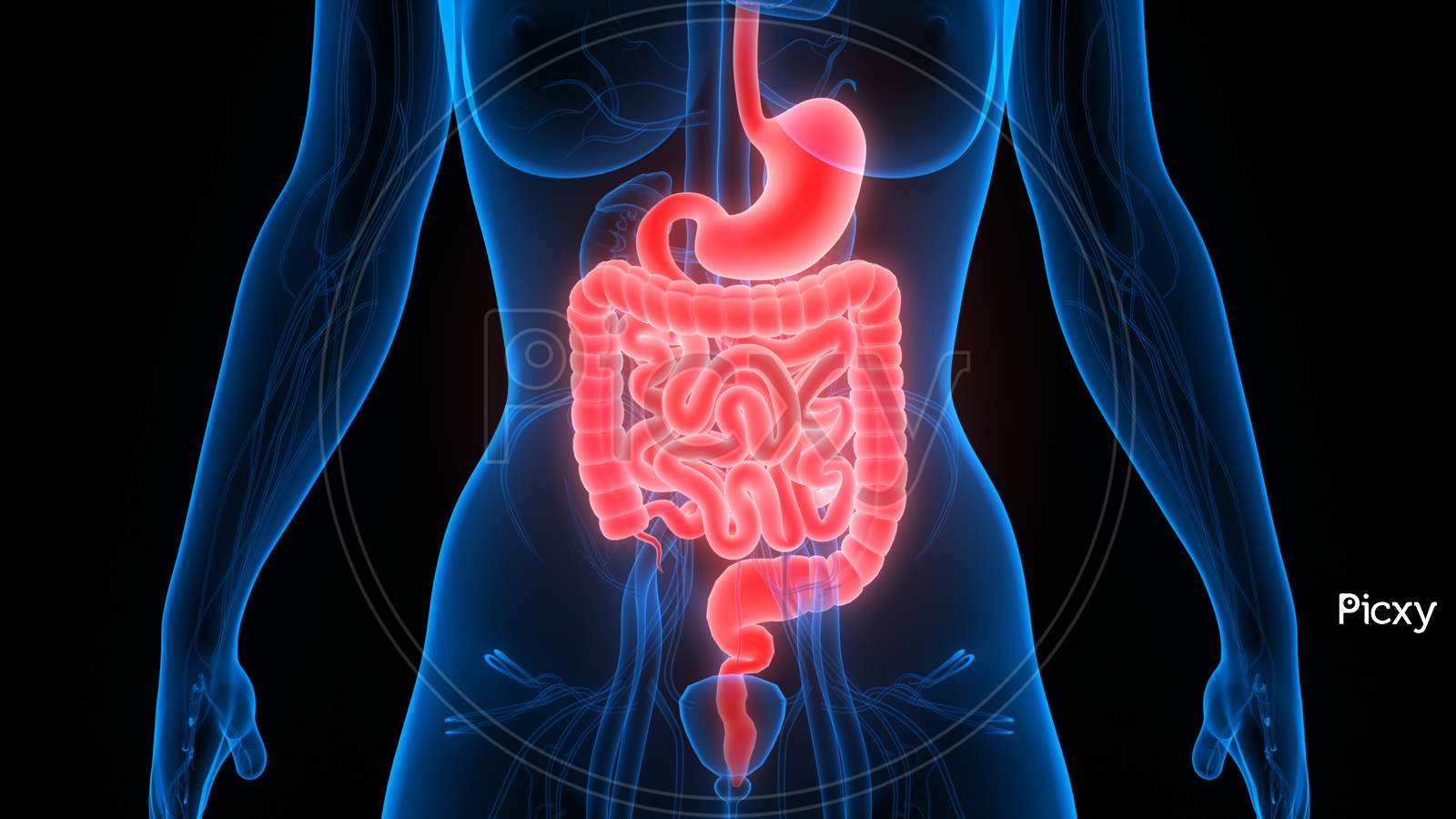 Digestive System Wallpapers - Top Free Digestive System Backgrounds -  WallpaperAccess