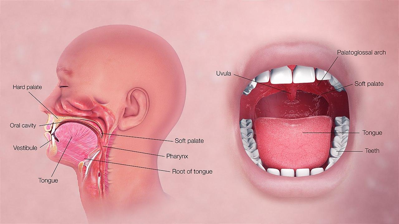 1280x720 3D Medical Animation Oral
