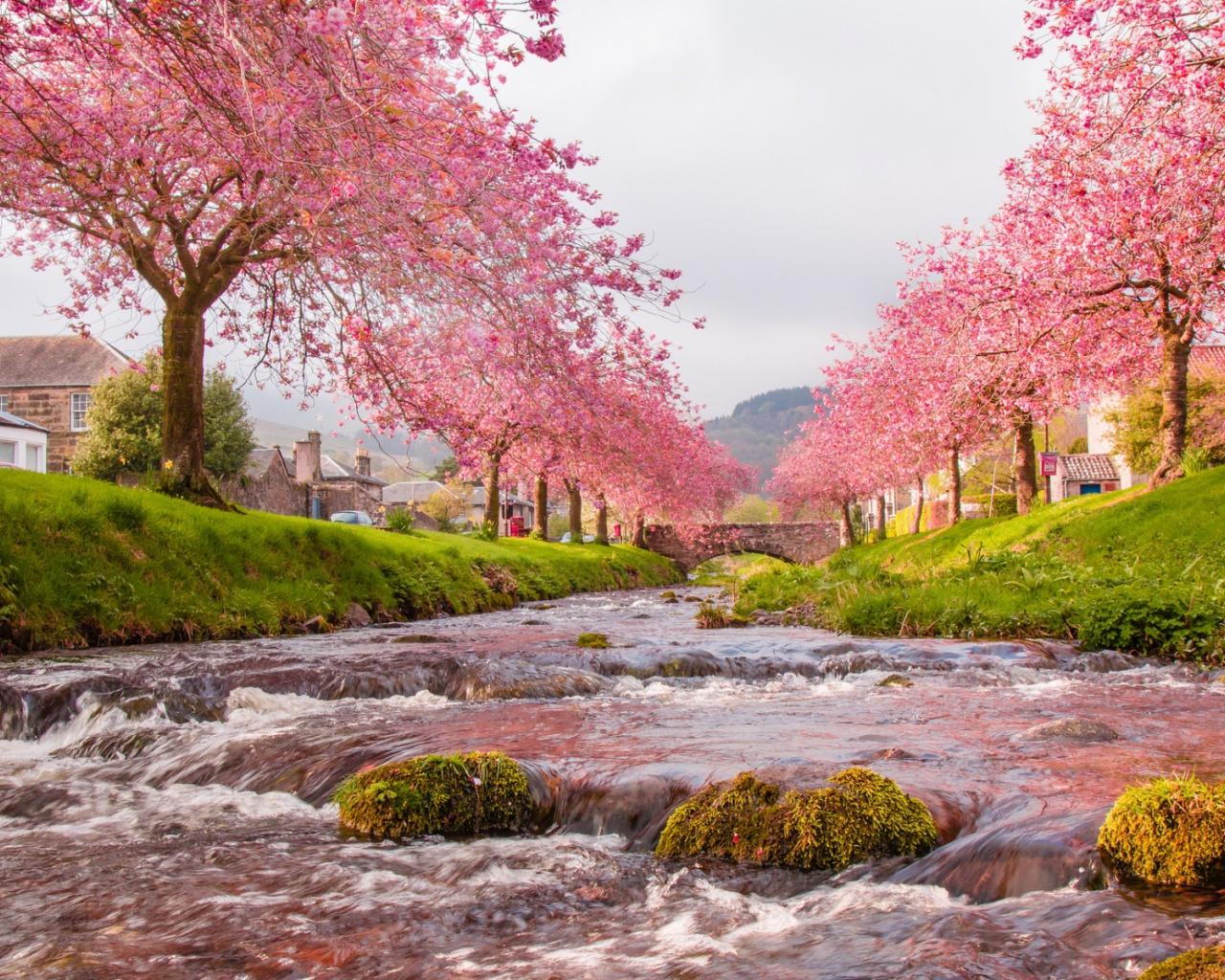 1280x1024 Rushing River Pink Trees House desktop PC and Mac wallpaper