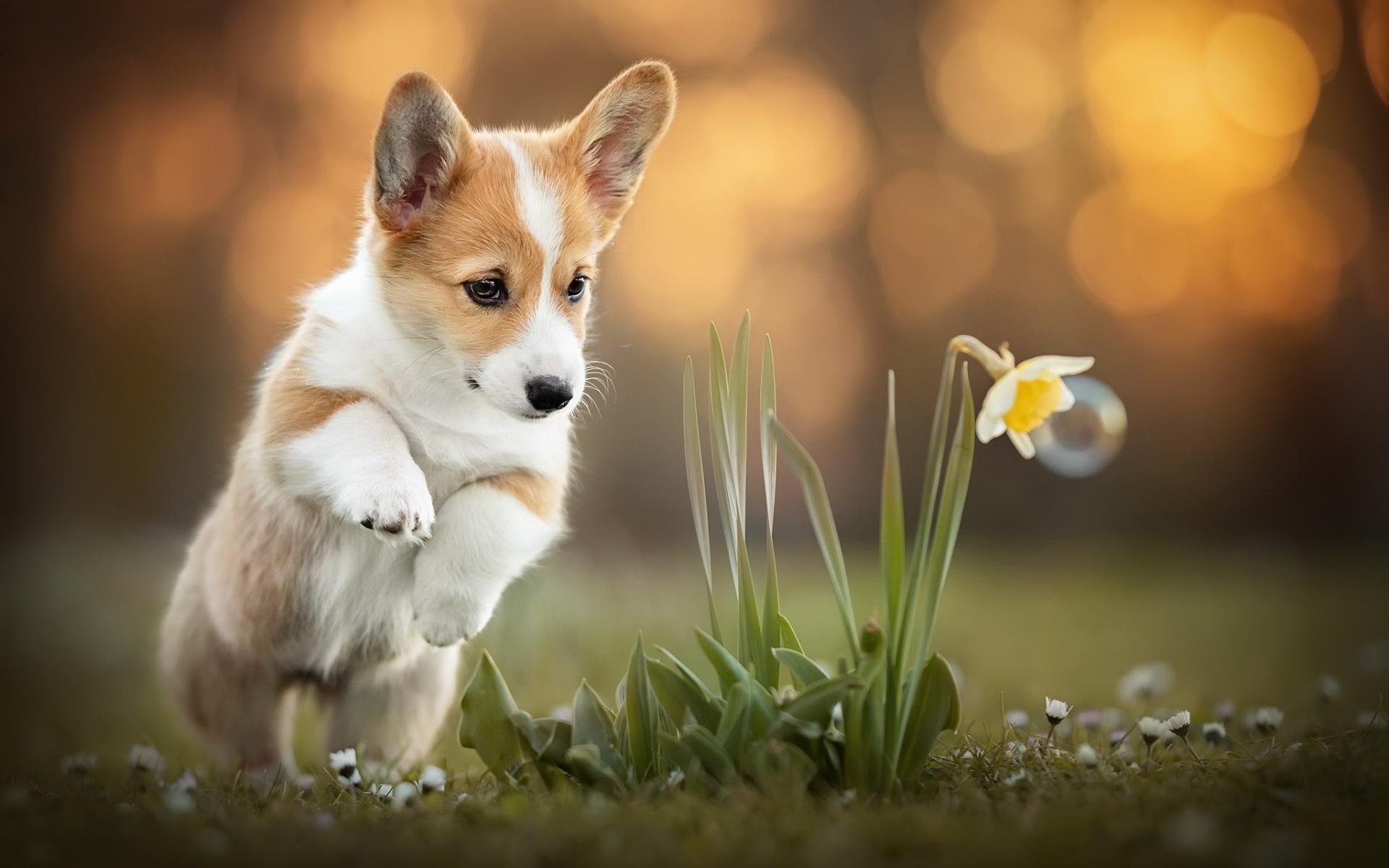 1920x1200 Corgi Desktop Background