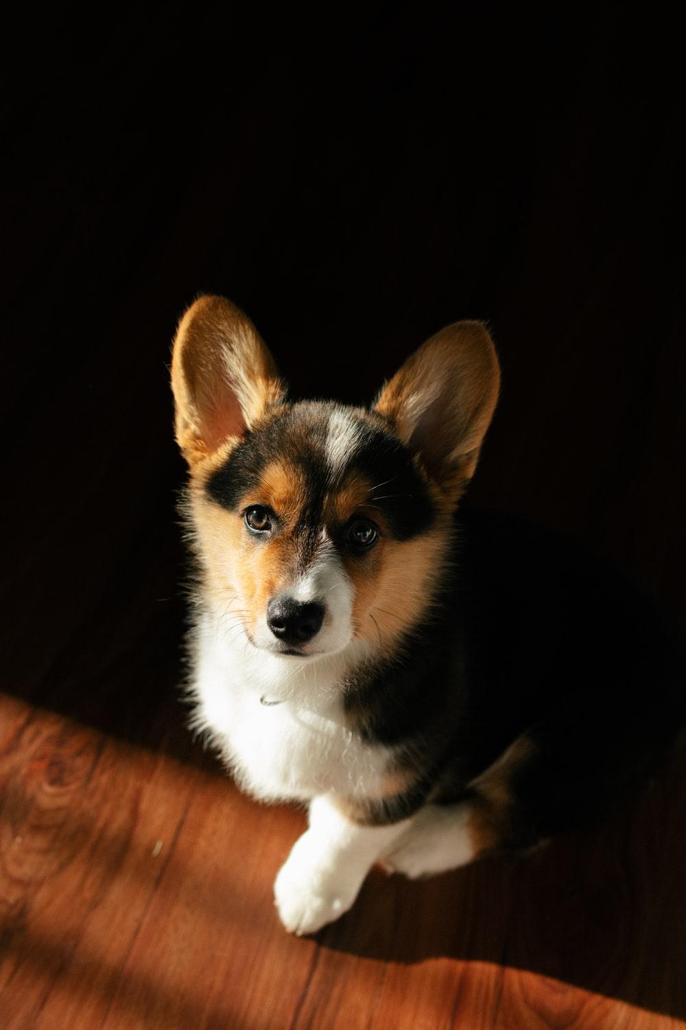 1000x1500 brown white and black corgi puppy photo