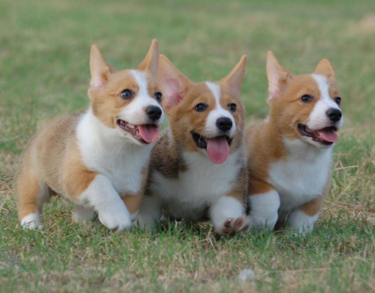 1227x960 Corgi wallpaper, Animal, HQ Corgi pictureK Wallpaper 2019