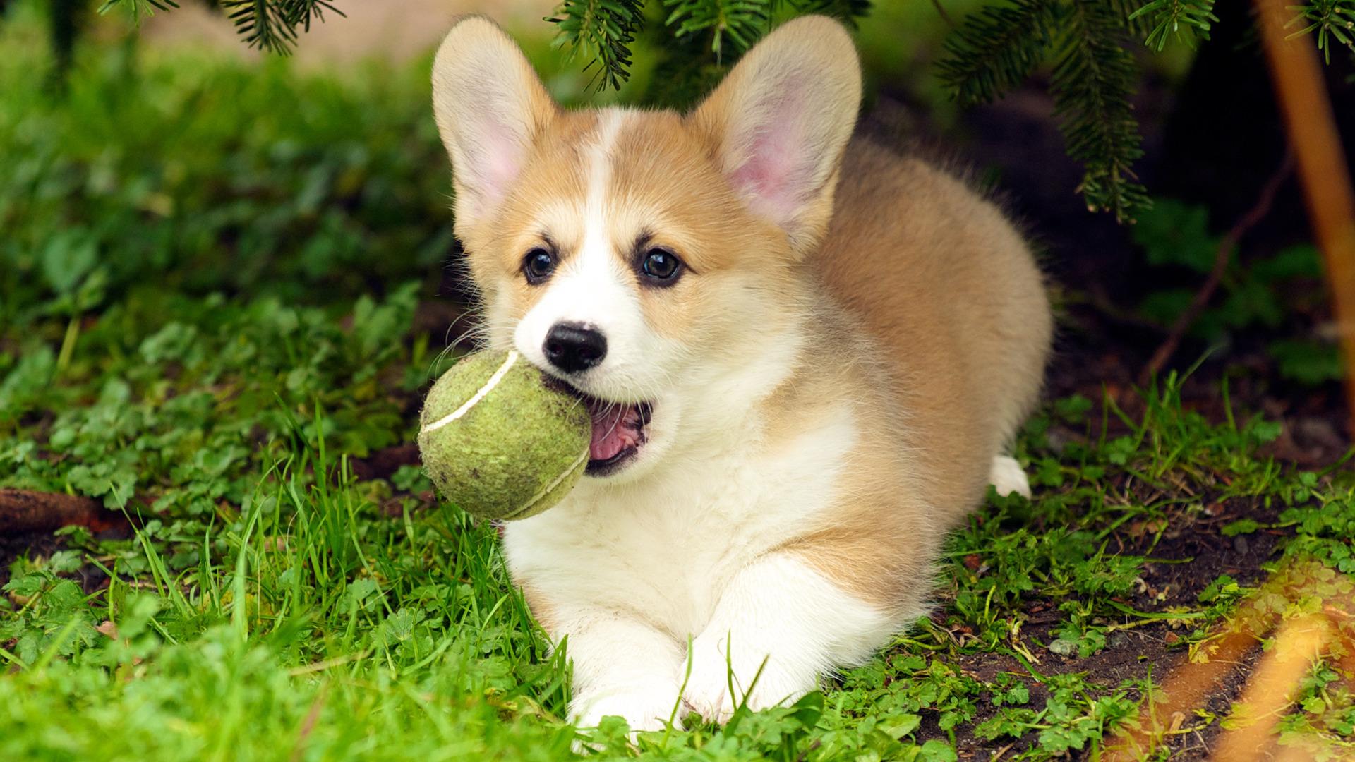 1920x1080 1920x1080 dog puppies corgi wallpaper JPG 692 kB. Mocah HD Wallpaper