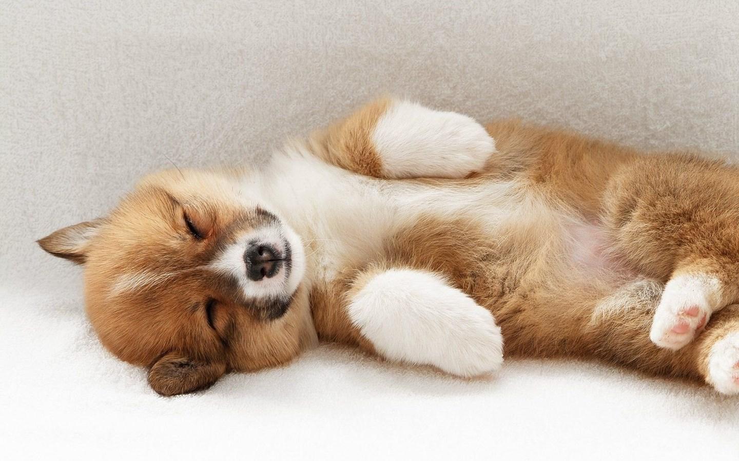 View of Image result for puppies and worms in the yard