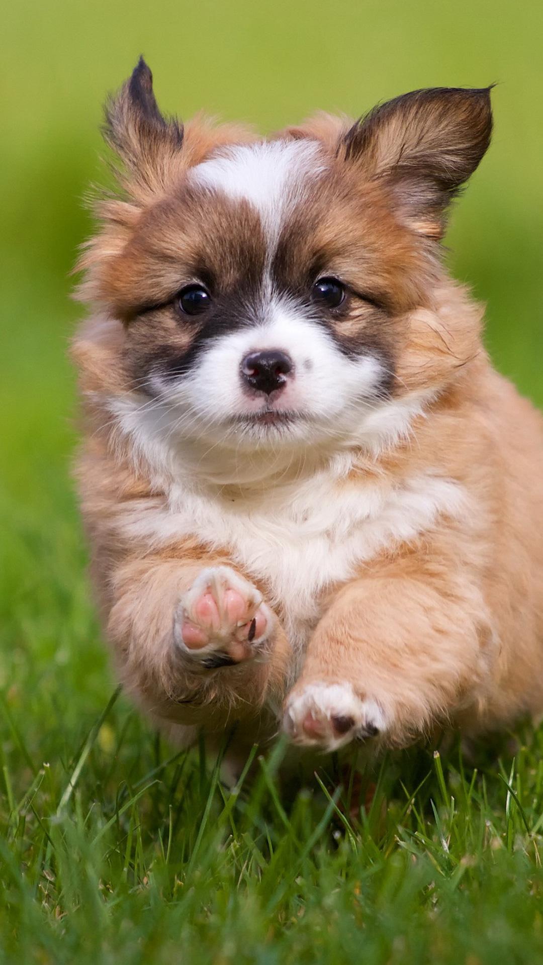 1080x1920 Pembroke Welsh Corgi (Puppy, Grass, Jump) HD Dog Wallpaper