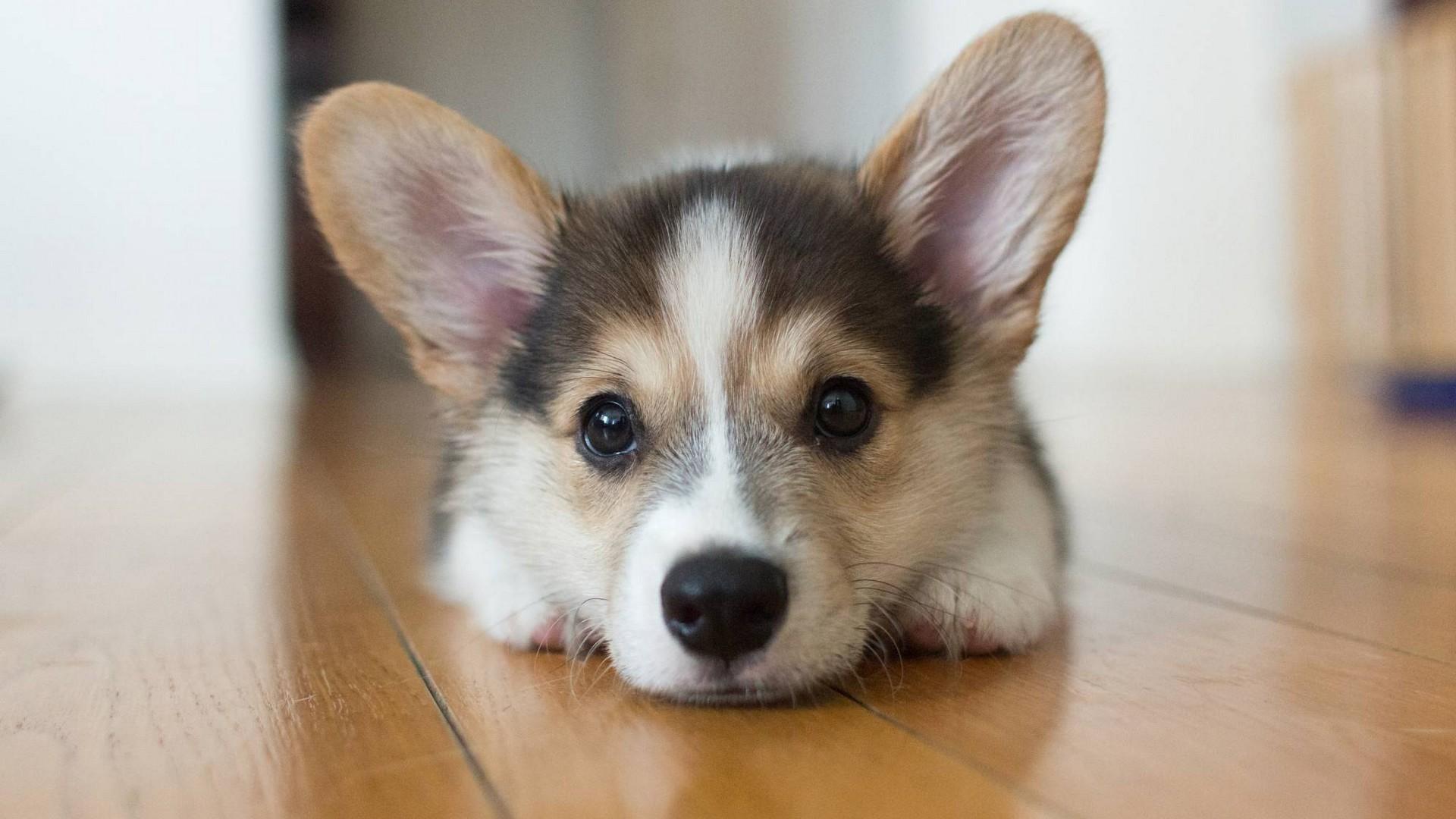 1920x1080 Picture Of Puppies Wallpaper HD