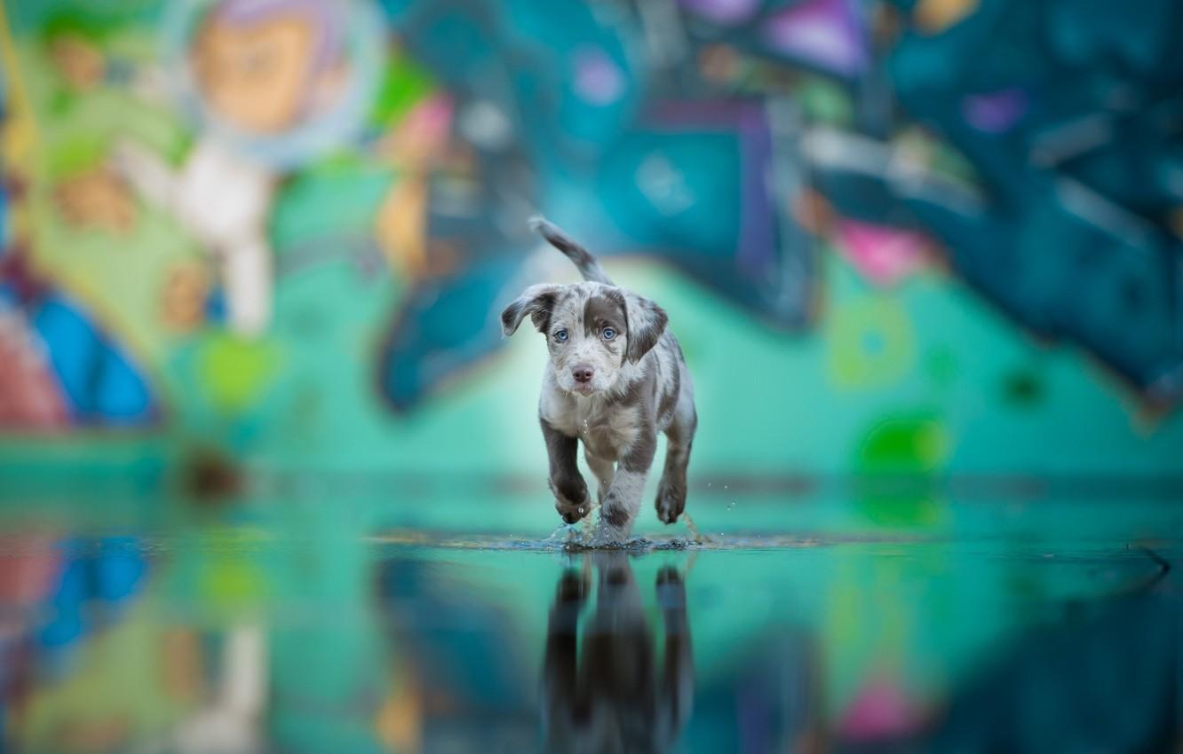 1332x850 Wallpaper water, each, dog, puppy, color image for desktop, section собаки