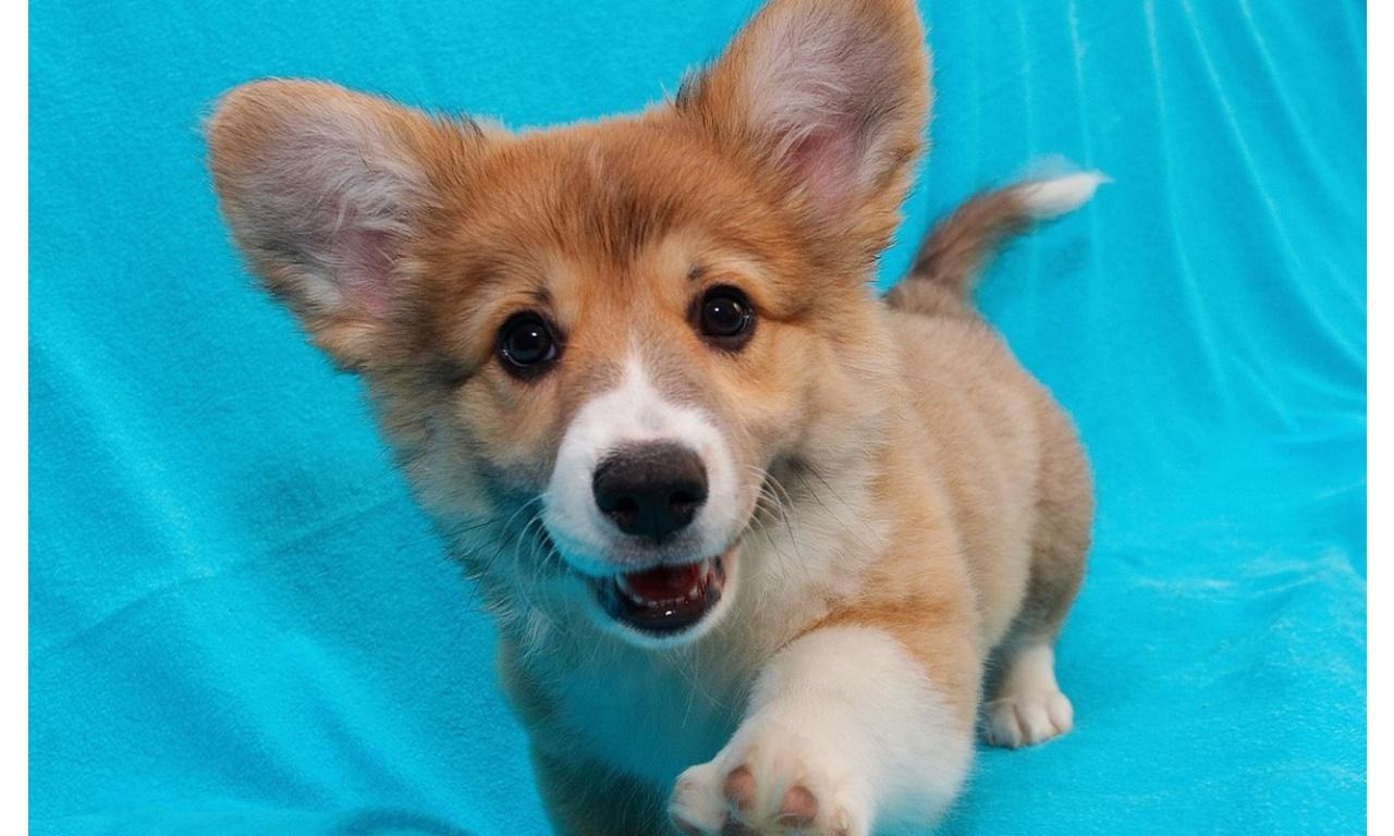 1280x768 Corgi Puppy Wallpaper