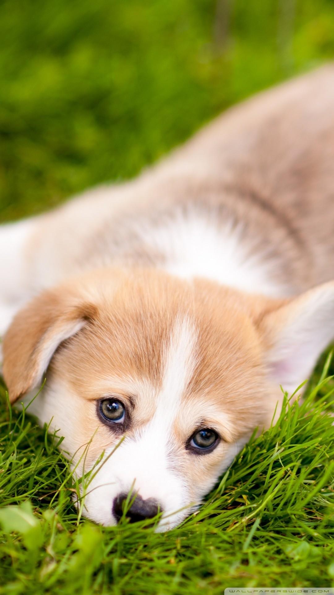 1080x1920 Cute Corgi Puppy Wallpaper Bag Good