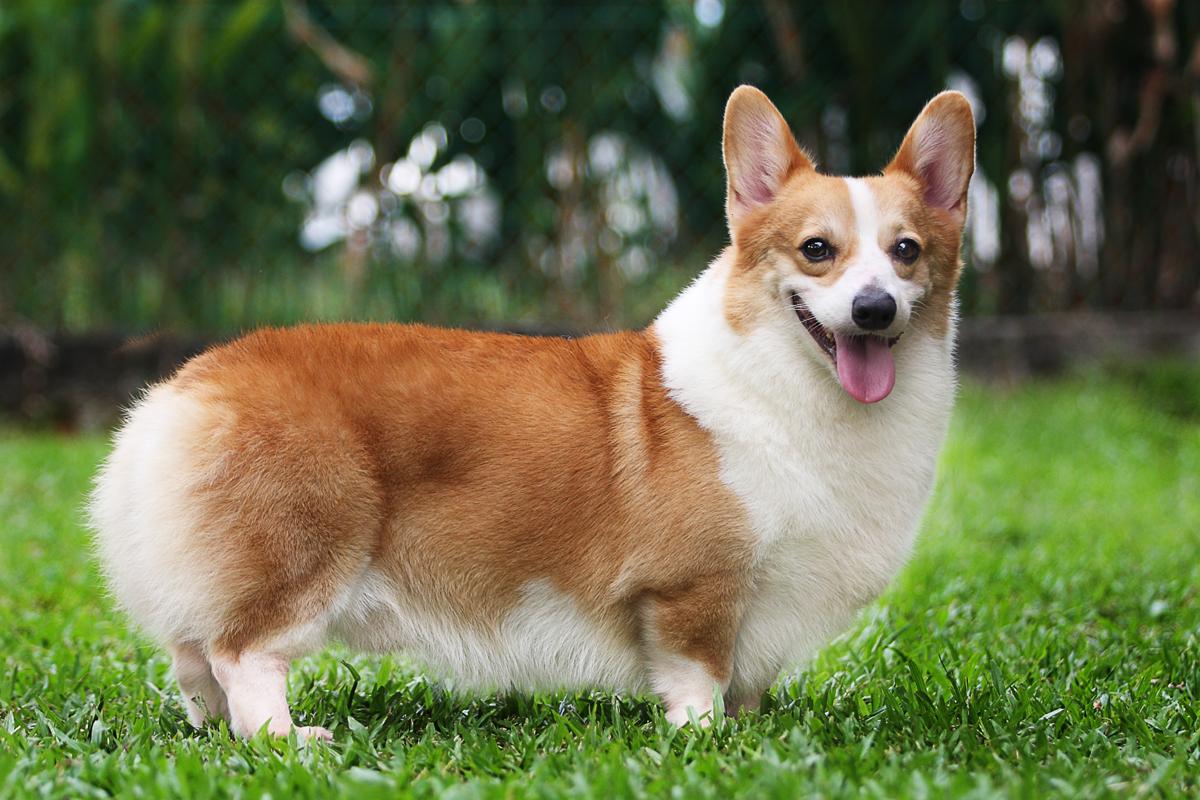 1200x800 Corgi 38264 1200x800px
