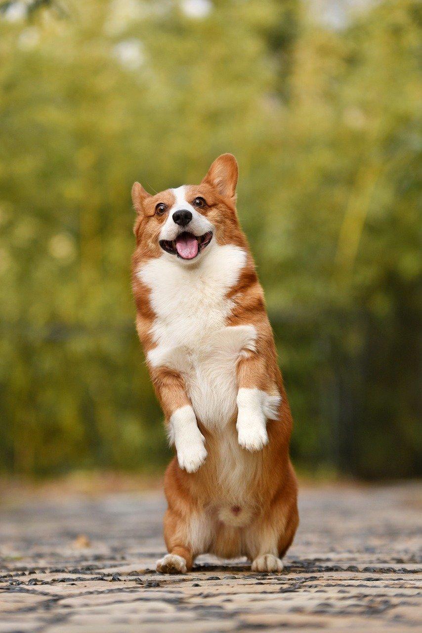 854x1280 Pet Corgi Puppy