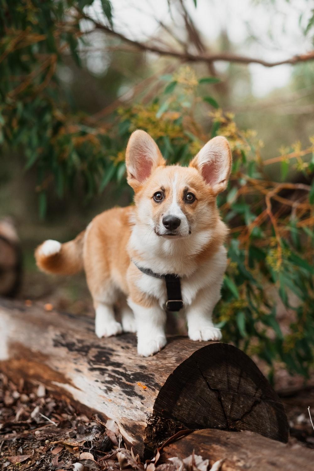 1000x1500 Corgi Picture. Download Free Image