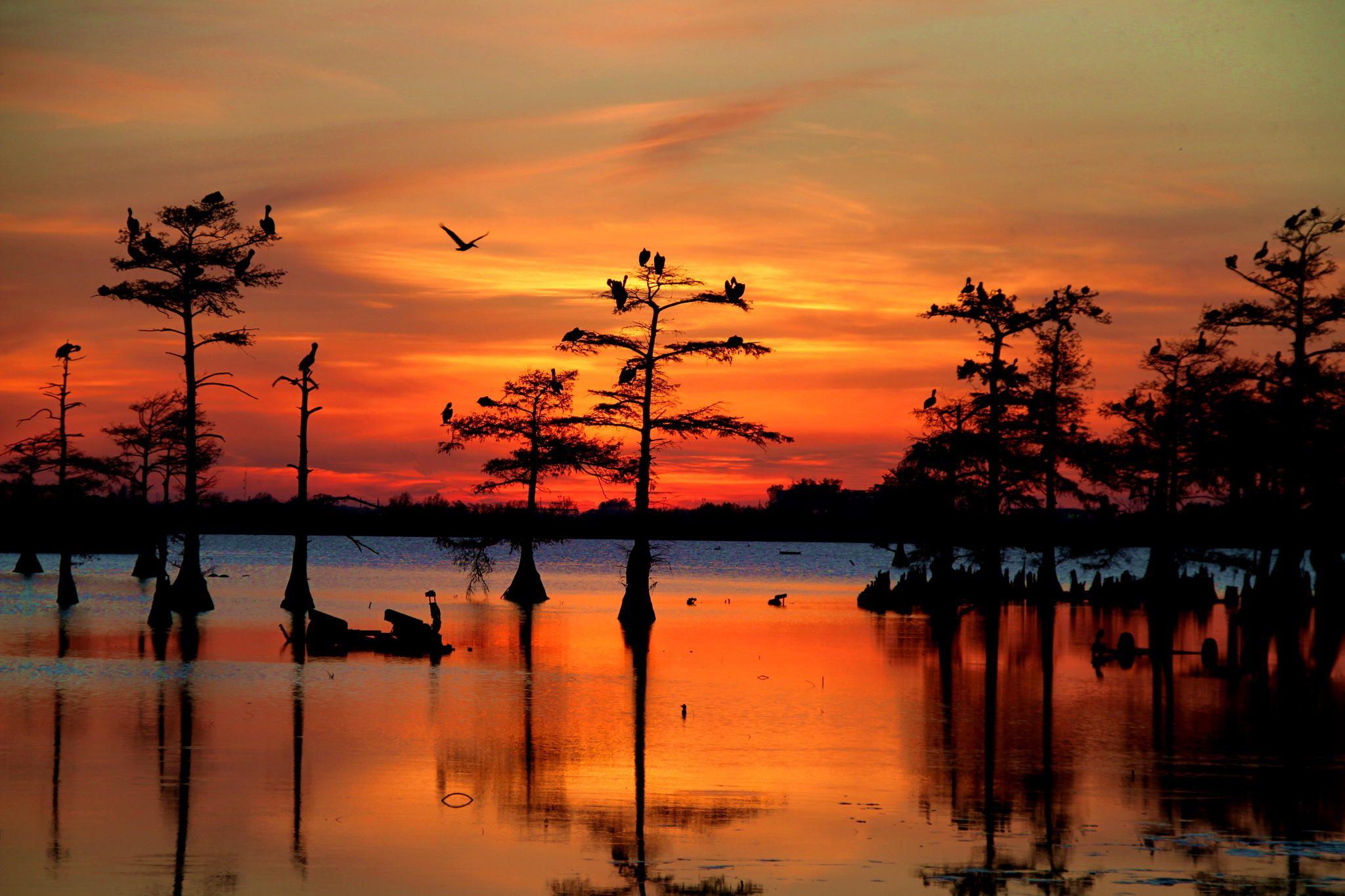 Louisiana Swamp Wallpapers - Top Free Louisiana Swamp Backgrounds ...