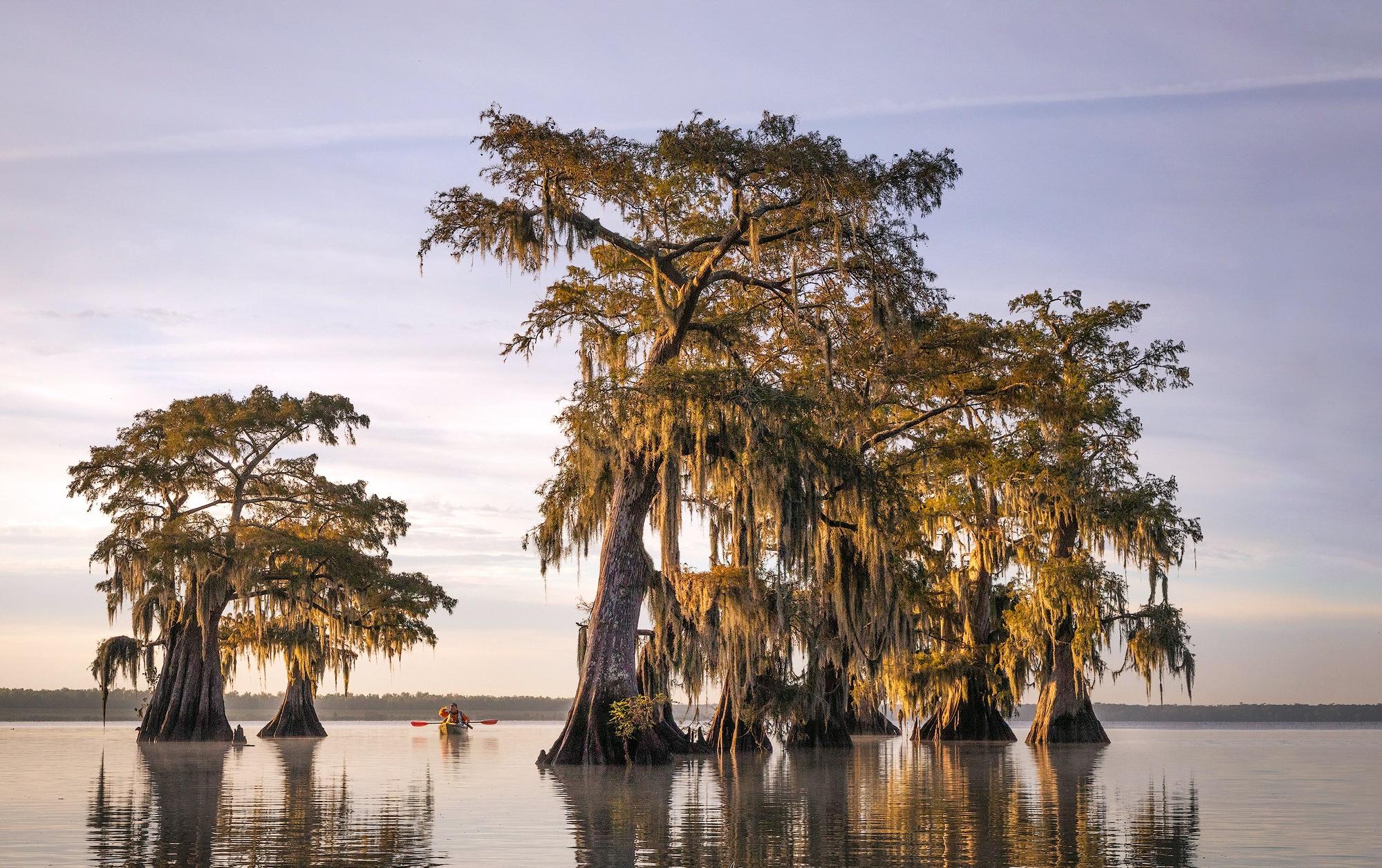 Louisiana Swamp Wallpapers - Top Free Louisiana Swamp Backgrounds ...