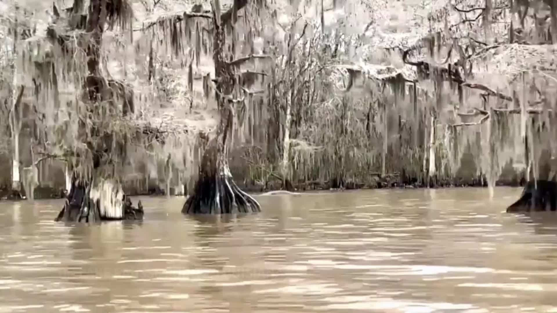 1920x1080 Video captures surreal vision of frozen cypress trees on Louisiana lake
