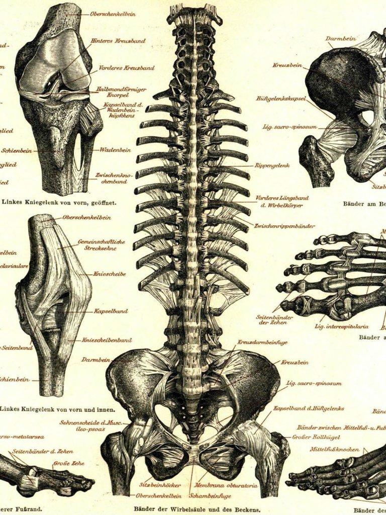768x1024 Artistic Anatomy