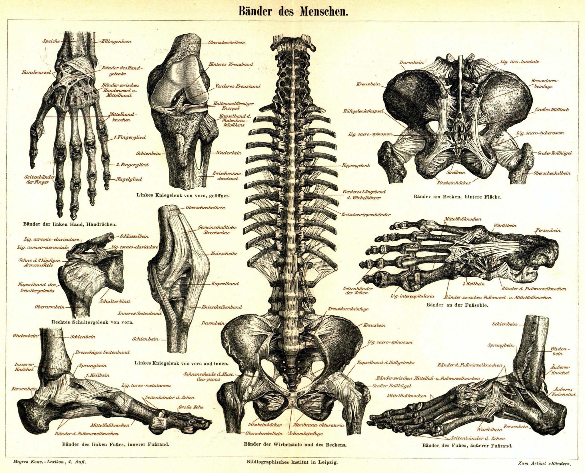 2048x1656 Anatomy Wallpaper