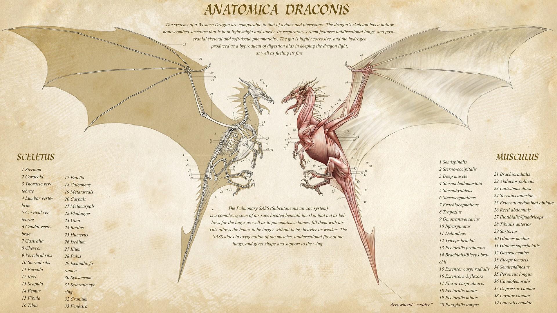 1920x1080 Dragon Anatomy HD Wallpaper