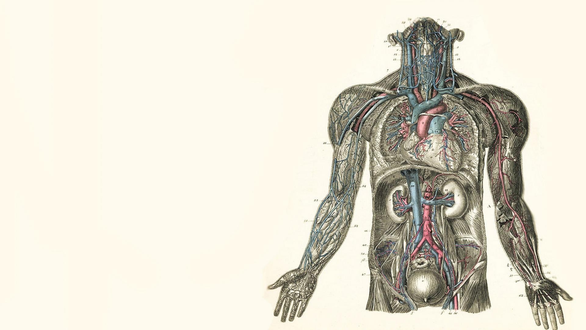 1920x1080 Anatomy wallpaper