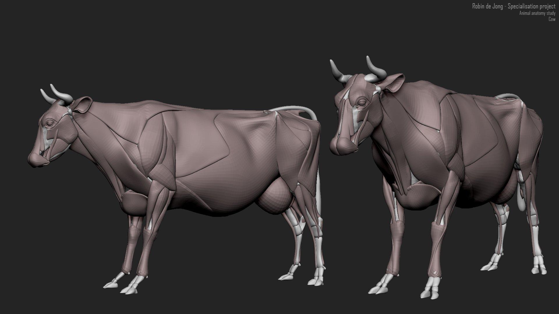 1920x1080 cow anatomy study, Robin de Jong