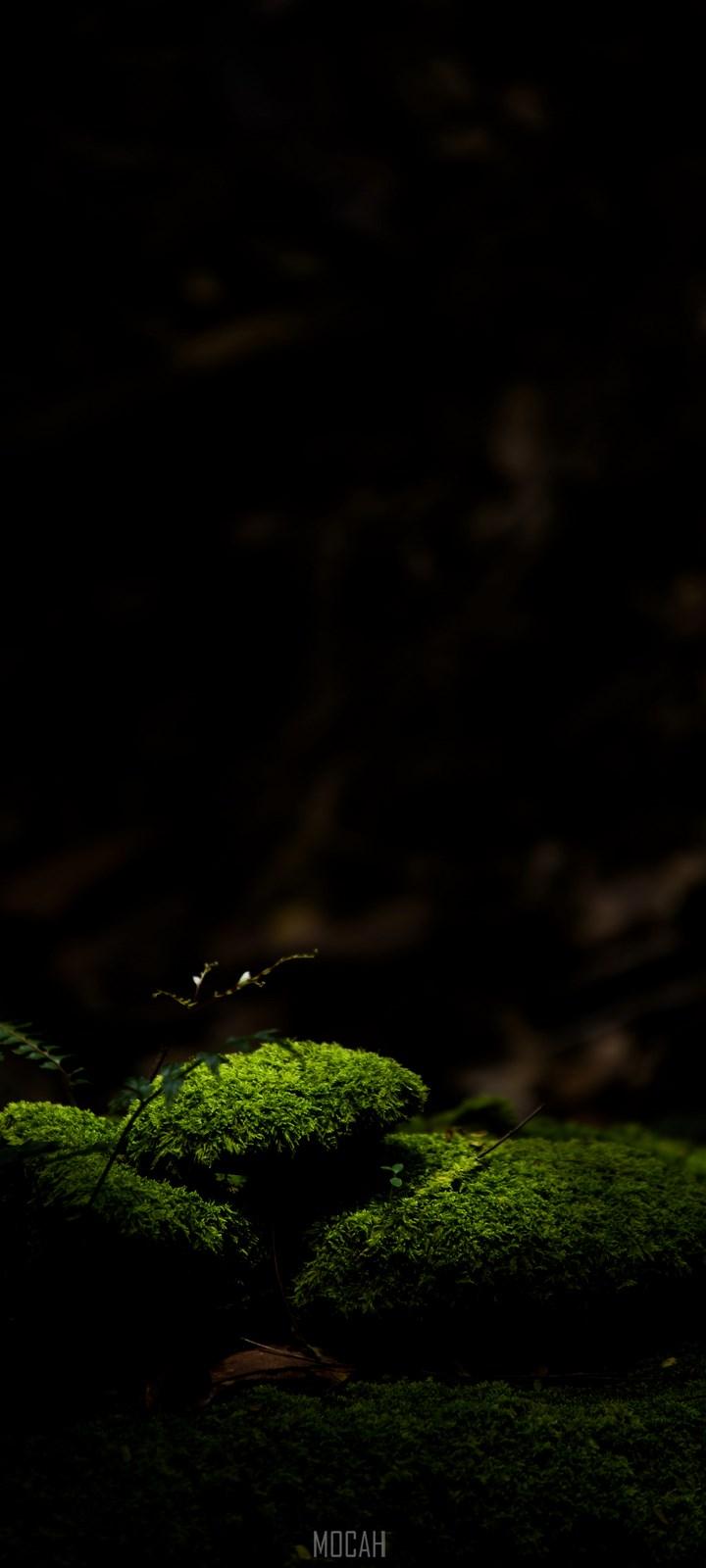 720x1600 Nature, Green, Black, Light, Darkness, vivo Y20 wallpaper 1080p, 720x1600. Mocah HD Wallpaper