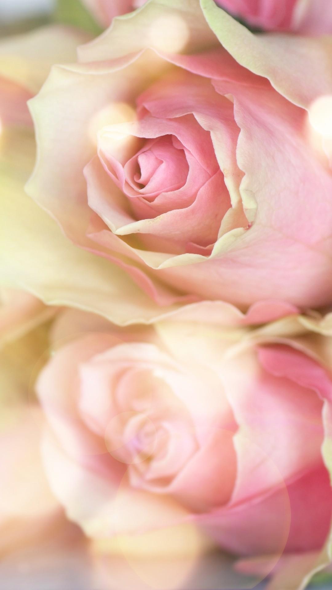 1080x1920 Pink Rose Flower vivo Y20 HD Wallpaper