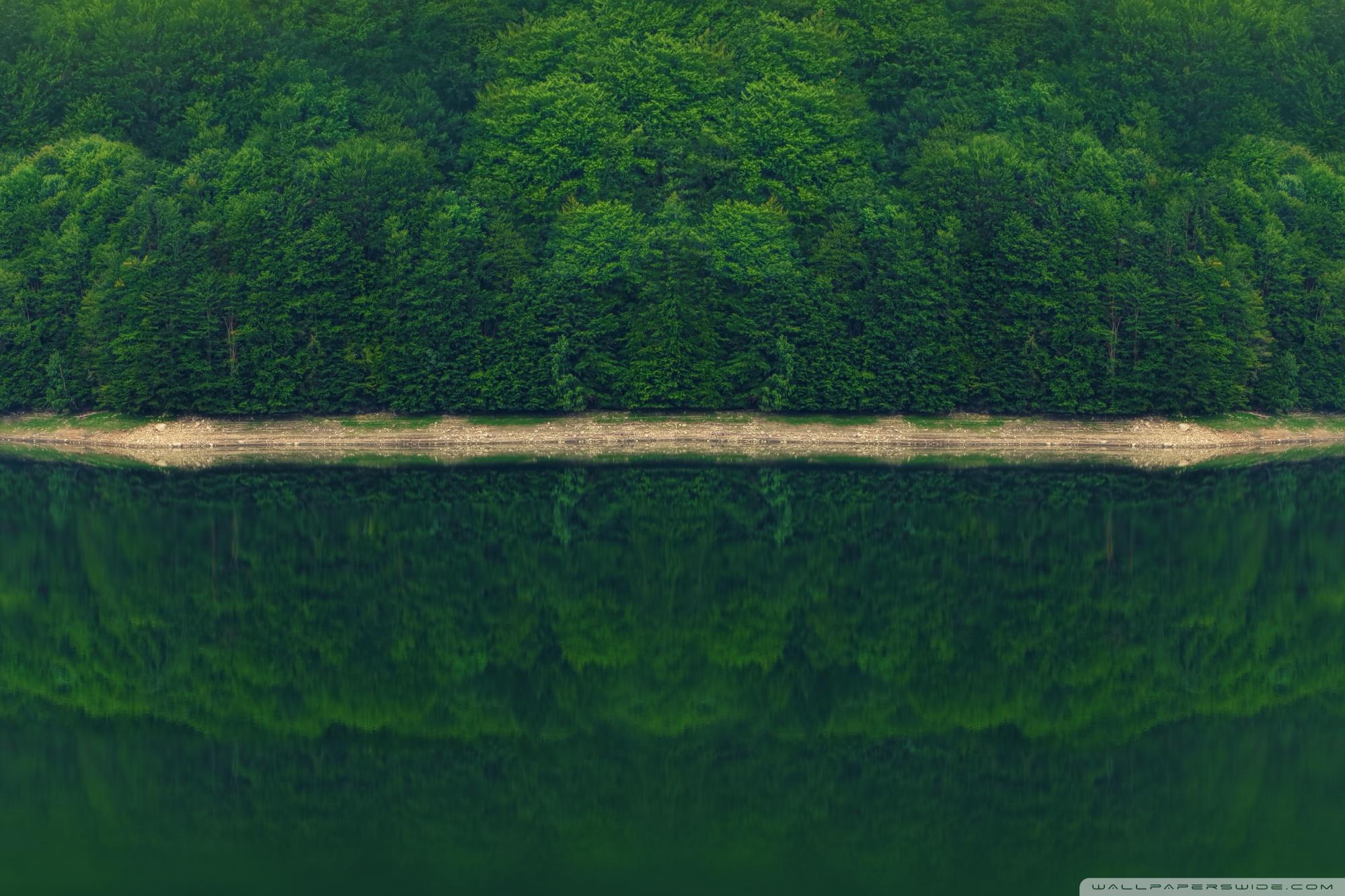 2000x1333 Dark Green Forest by the River Ultra HD Desktop Background Wallpaper for 4K UHD TV : Widescreen & UltraWide Desktop & Laptop : Tablet