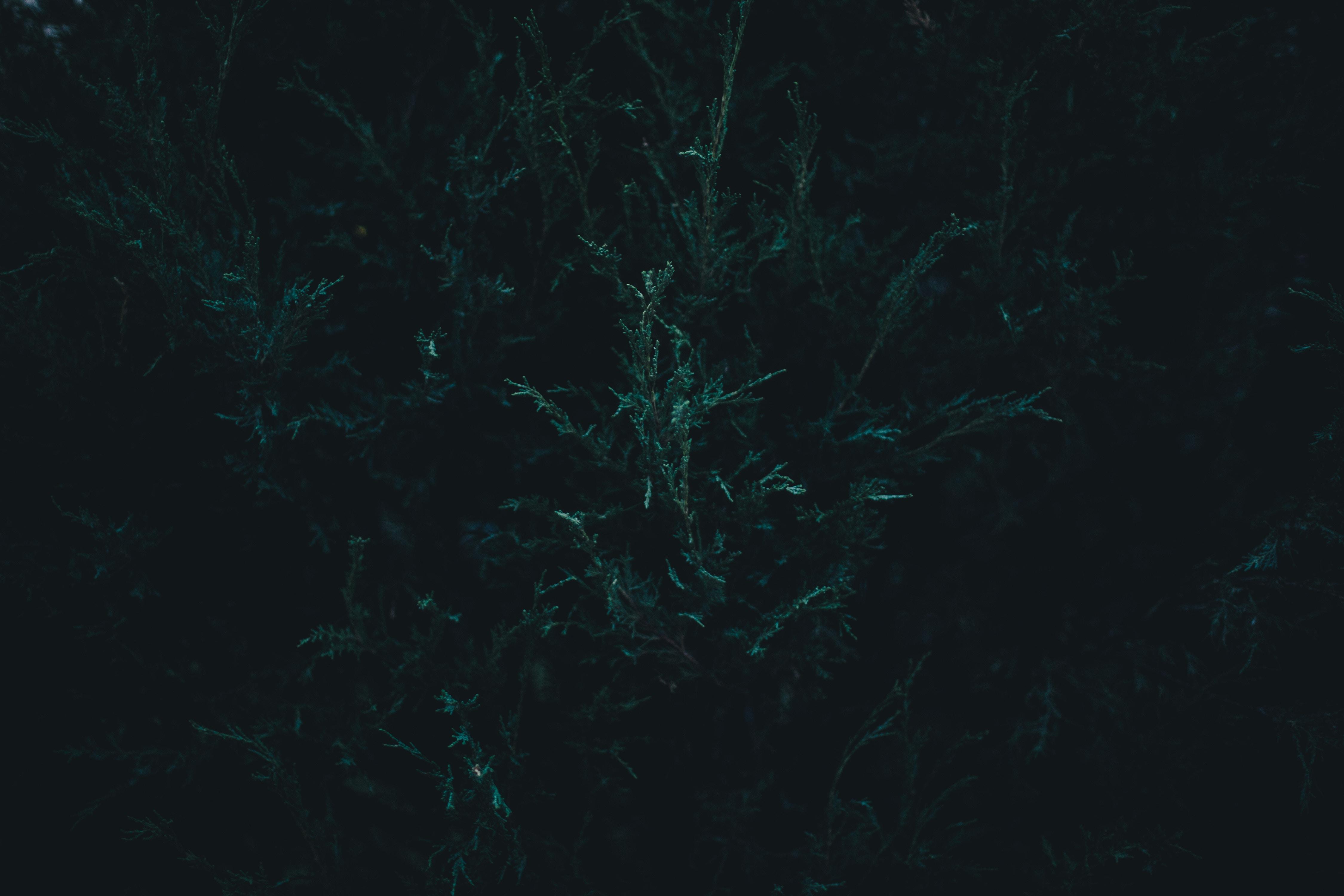 Deep Green Wallpapers Top Free Deep Green Backgrounds WallpaperAccess