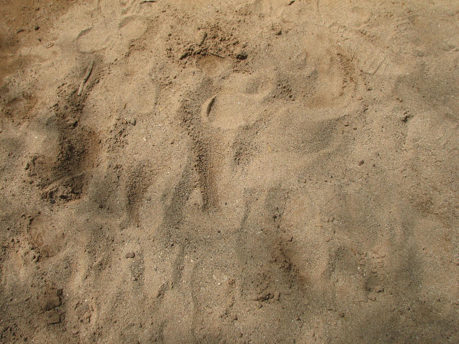 1600x1200 Sand Tracks 02 X 1200 Wallpaper