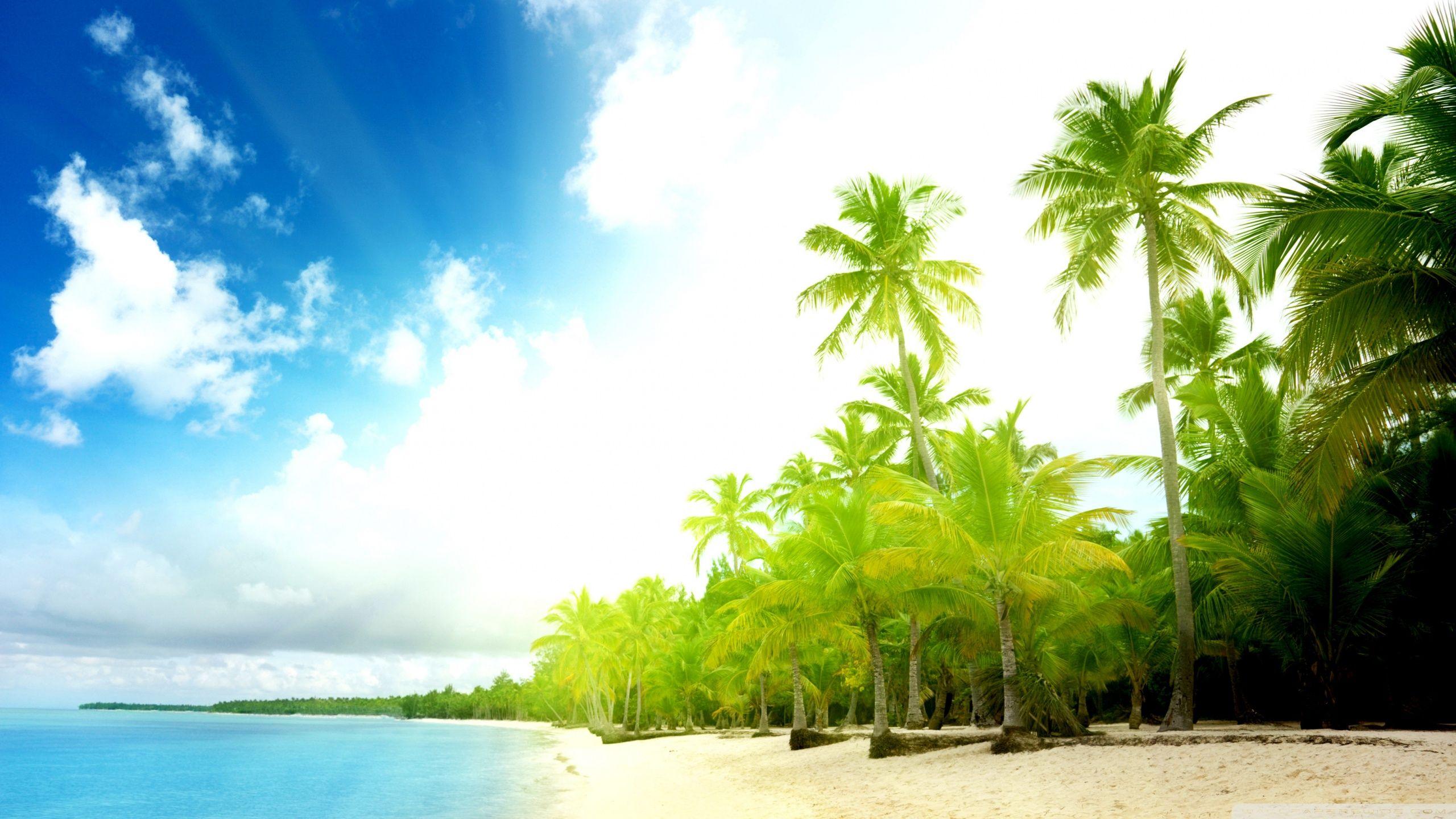2560x1440 Palm Trees Beach Ultra HD Desktop Background Wallpaper for 4K UHD TV : Multi Display, Dual Monitor : Tablet