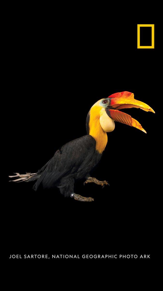 675x1200 National Geographic this image as a phone wallpaper and See more stunning image in the latest Photo Ark book here