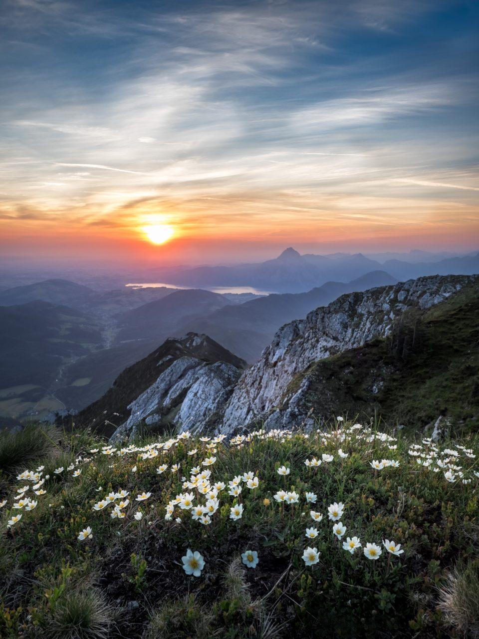 960x1280 4k Wallpaper Afterglow Beautiful Flowers 1266810 • YOGA + Life® Magazines