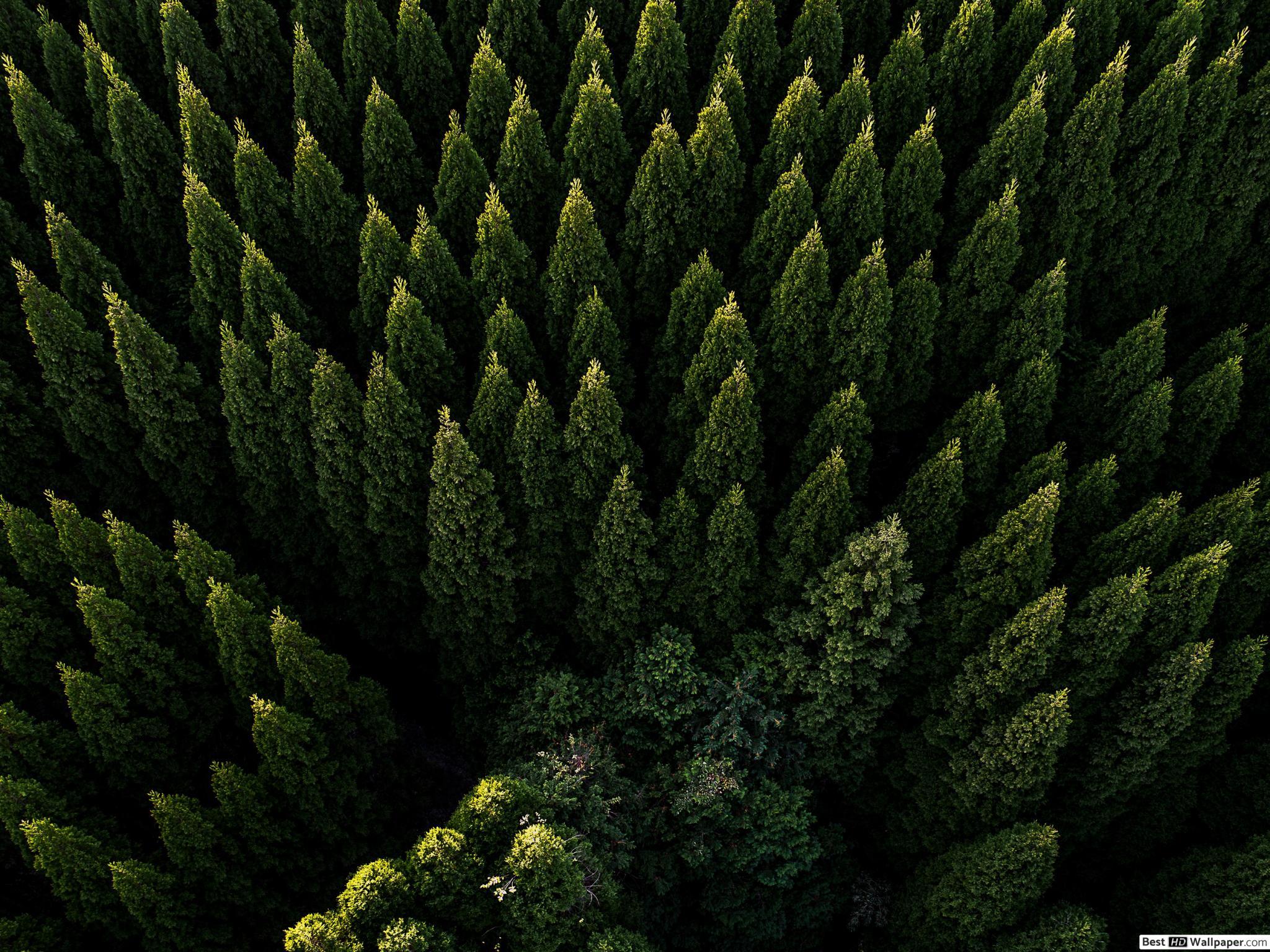 2048x1536 Aerial view of pine trees HD wallpaper download