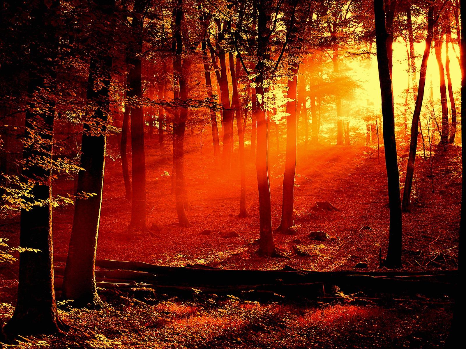1600x1200 Forest Sunrise Wallpaper Landscape Nature Wallpaper in jpg format for free download