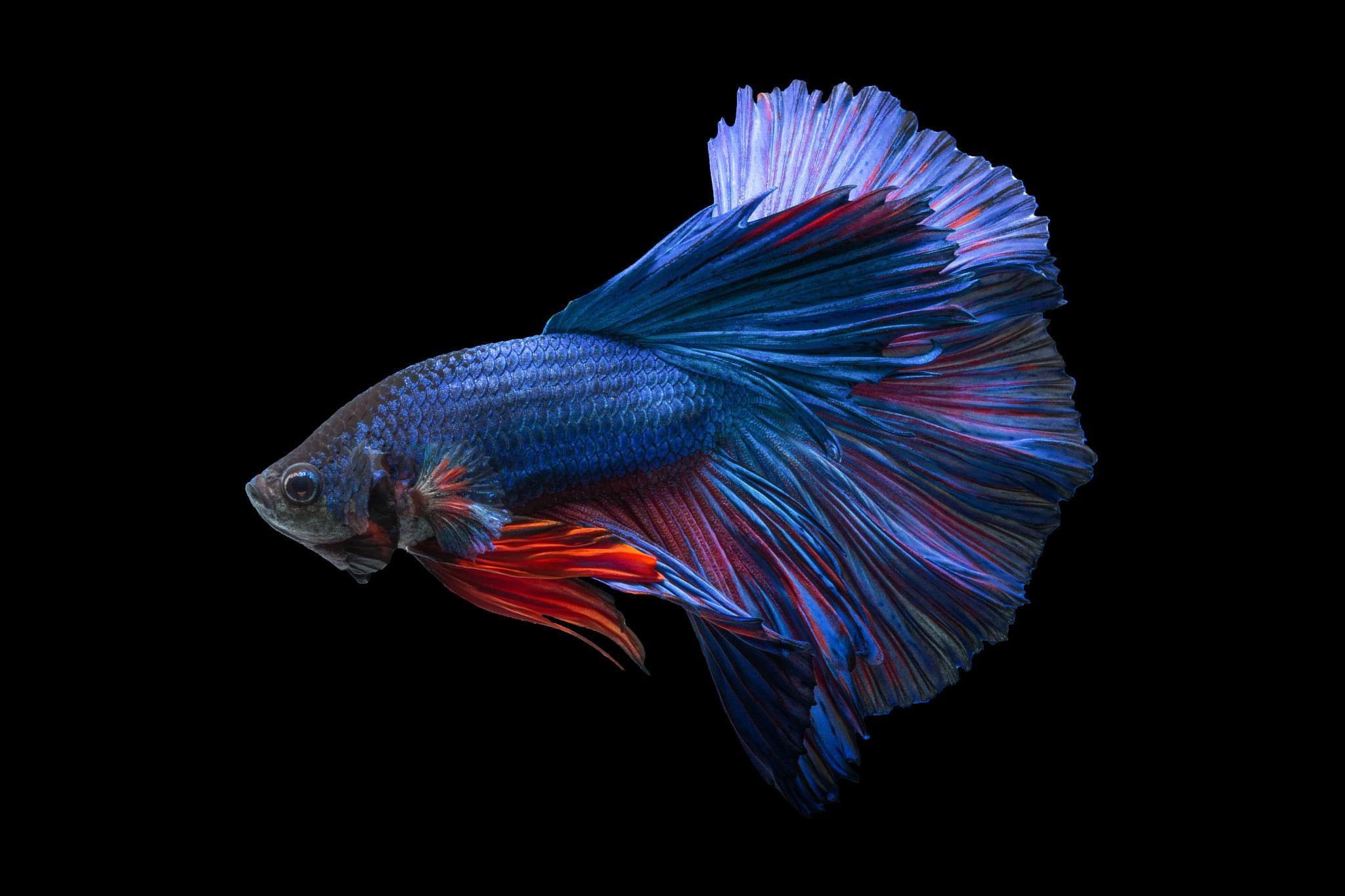 Siamese Fighting Fish Wallpapers - Top Free Siamese Fighting Fish ...