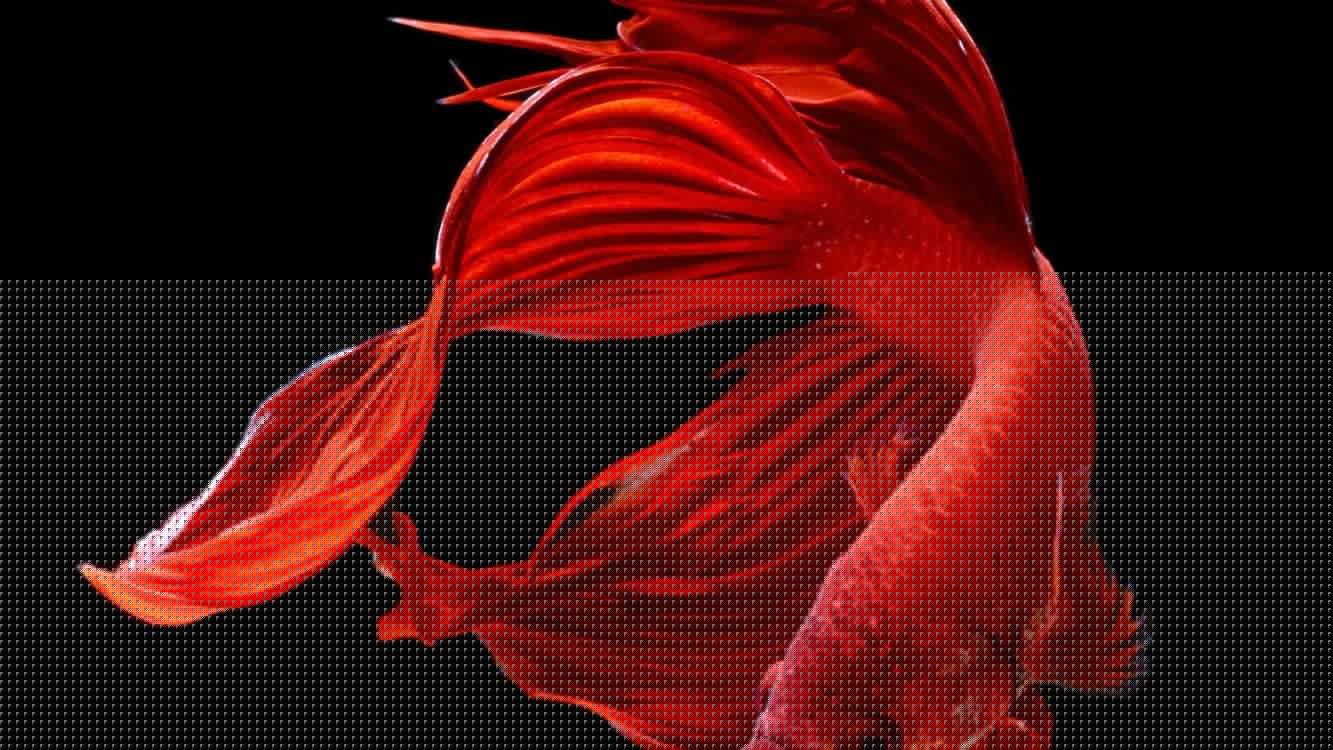 1333x750 Wallpaper Beautiful Red Fish, Siamese Fighting Fish, Fish, Goldfish, Ornamental Fish, Background Free Image