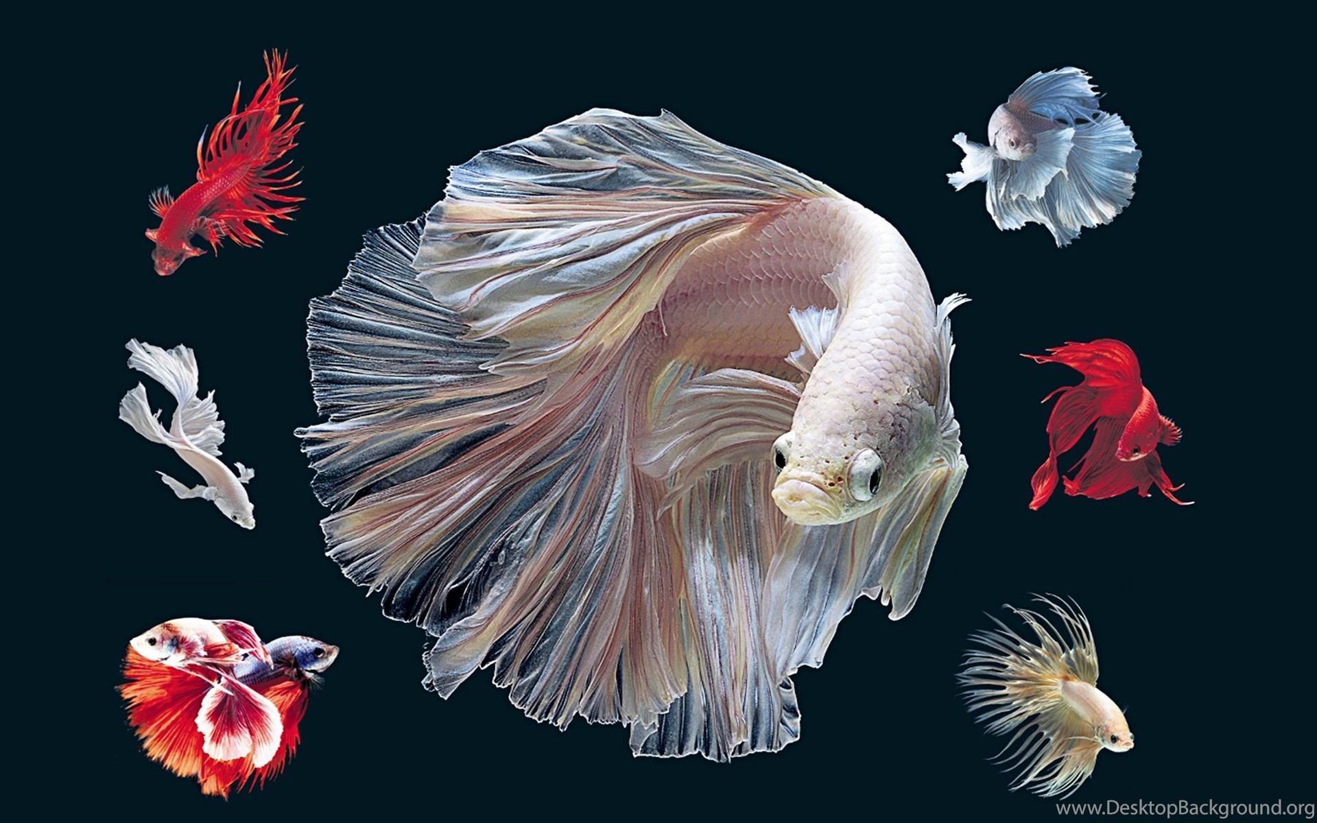 1920x1200 BETTA Siamese Fighting Fish Colorful Tropical Wallpaper. Desktop Background