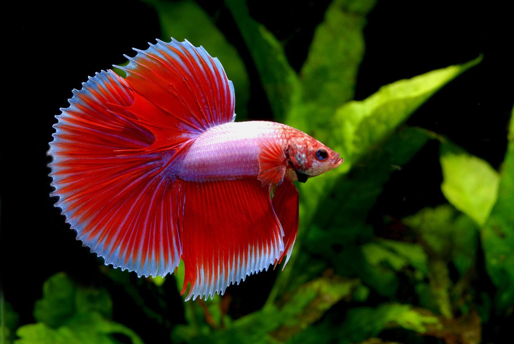 1674x1121 Title Animal Betta Siamese Fighting Fish Wallpaper Fish HD Wallpaper