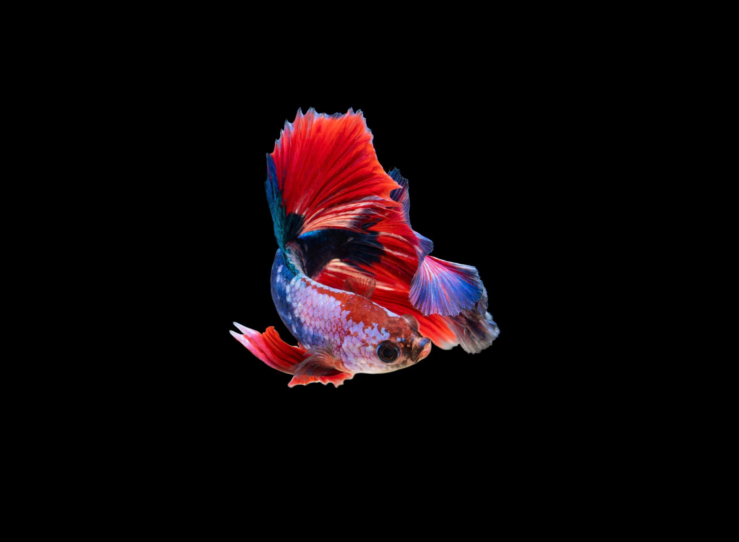 2560x1877 Siamese fighting fish wallpaper, dark, amoled, animals, animal themes • Wallpaper For You HD Wallpaper For Desktop & Mobile