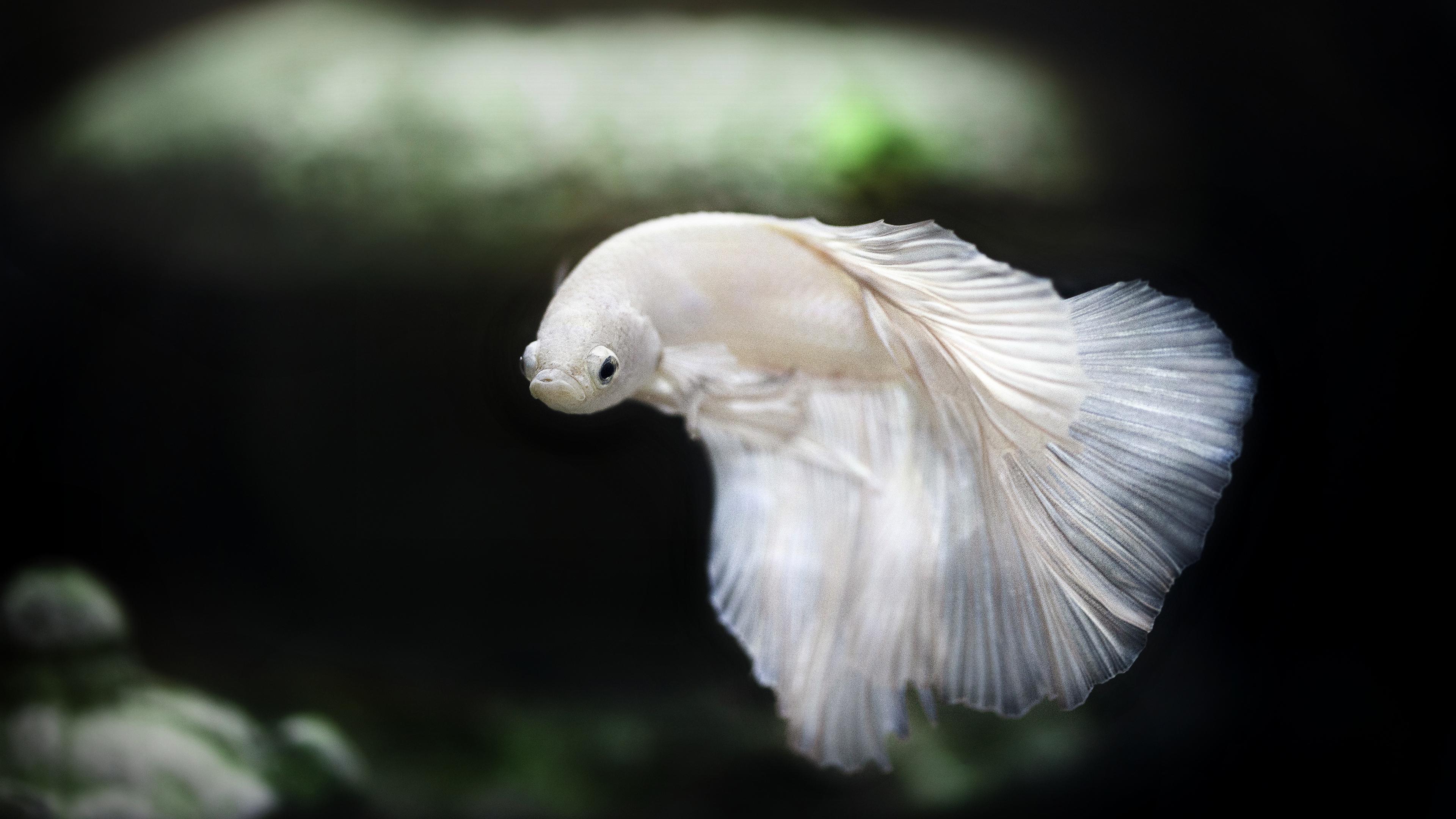 3840x2160 White Siamese Fighting Fish 4K HD Animals Wallpaper