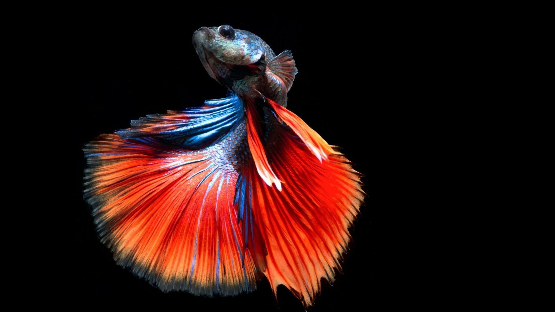 1920x1080 Siamese Betta Underwater Fighting Fish Tropical Psychedelic Dolphin Wallpaper
